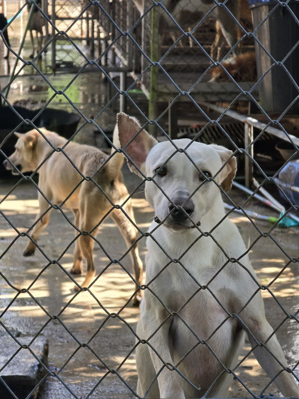 Phuket Stray Dog Shelter