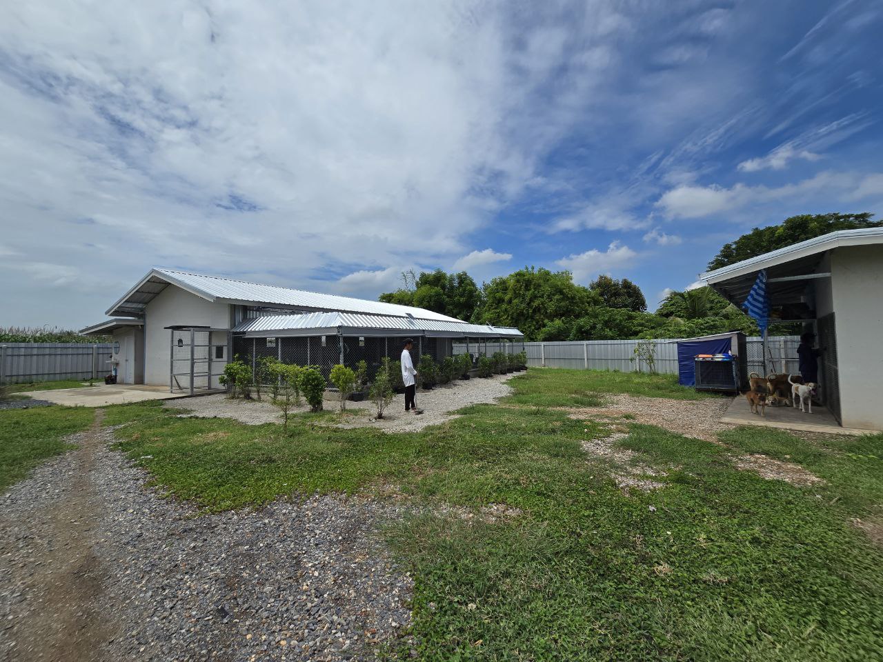 Dogs & Cats Cozy Rescue